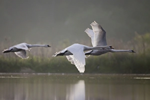 Mute Swans - three birds flying low over water in early morning light Mute Swans - three birds flying low over water in early morning light
