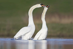 Mute Swans - copulation - one of a sequence showing typical behaviour as the two birds Mute Swans - copulation - one of a sequence showing typical behaviour as the two birds