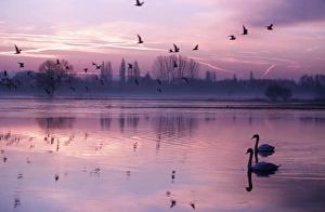 MUTE SWANS - on lake at sunset MUTE SWANS - on lake at sunset