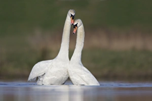 Mute Swans - pair after copulation - showing typical behaviour as the two birds rise up Mute Swans - pair after copulation - showing typical behaviour as the two birds rise up