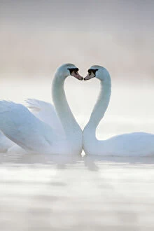 Love Collection: Mute Swans - Pair in courtship behaviour - Back-lit early morning mist rising from the water