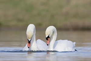 Mute Swans - pre-copulation display - showing typical behaviour as the two birds swim in Mute Swans - pre-copulation display - showing typical behaviour as the two birds swim in