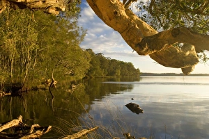 Myall Lakes idyll - evening at a tranquil bay at the Myall Lakes. A low hanging branch of a hugh tree complements the scene Myall Lakes idyll - evening at a tranquil bay at the Myall Lakes. A low hanging branch of a hugh tree complements the scene