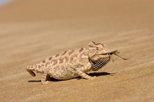 Namaqua Chameleon - Eating a large Desert Locust Namaqua Chameleon - Eating a large Desert Locust