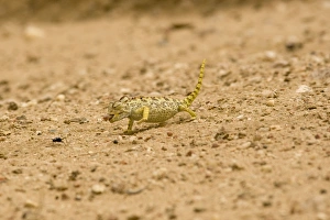 Namaqua Chameleon - hunting for Tenebrionid Beetles Namaqua Chameleon - hunting for Tenebrionid Beetles