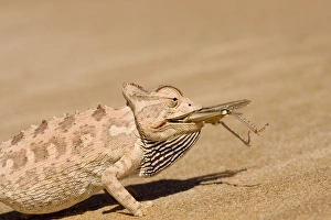 Namaqua Chameleon - Trying to eat a large Desert Locust Namaqua Chameleon - Trying to eat a large Desert Locust