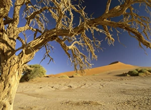 Namib desert - dead camelthorn tree and red dune Namib desert - dead camelthorn tree and red dune
