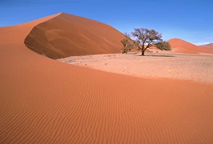 Namib Desert - Namibia - Acacia trees survive in the most arid environments Namib Desert - Namibia - Acacia trees survive in the most arid environments