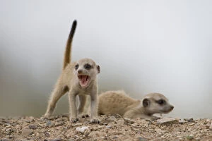 Namibia, Keetmanshoop, Meerkat Pup (Suricate)