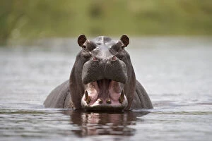 Namibia, Water Hippopotamus (Hippopotamus)