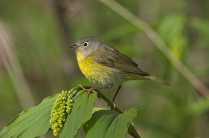 Nashville Warbler - On what is likely a False Solomon's-seal (Smilacina sp.), Lily family. It hasn't opened yet Nashville Warbler - On what is likely a False Solomon's-seal (Smilacina sp.), Lily family. It hasn't opened yet
