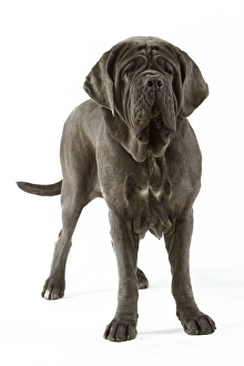 Neapolitan Mastiff - standing Neapolitan Mastiff - standing