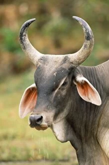 Images Dated 24th October 2008: Nelore Indian X COW - head and horns Cow farming, Hato Pinero, Llanos, Venezuela
