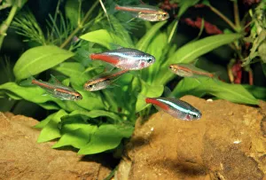 Neon TETRA - Aquarium fish Neon TETRA - Aquarium fish
