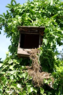 Nest box - destruction / damage caused by a Beech / Stone Marten Nest box - destruction / damage caused by a Beech / Stone Marten