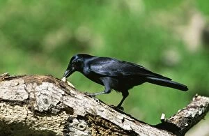Crows And Jays Gallery: New Caledonian Crow Collection