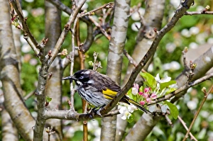 New Holland Honeyeater - common in south-western and south-eastern Australia New Holland Honeyeater - common in south-western and south-eastern Australia