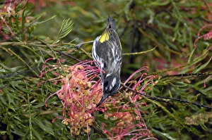 New Holland Honeyeater feeding on Grevillea flowers New Holland Honeyeater feeding on Grevillea flowers