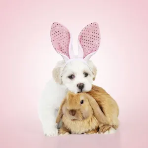 Related Prints: Print of a Teddy Bear Dog Sitting with a Rabbit