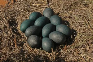 Emu Nest Print