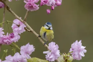 Blue Tit perched on Cherry Blossom Print