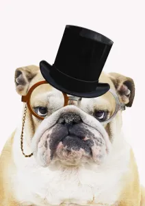 Related Prints: 13131485 Bulldog Print in Top Hat and Bow Tie