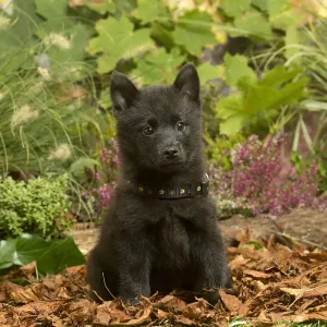 Schipperke Puppy Print in Autumn Landscape