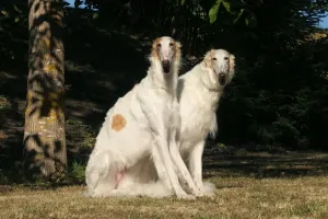 Borzoi Print - Two Dogs Outdoors