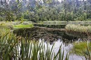 New Zealand - diverse rich wetland habitat New Zealand - diverse rich wetland habitat