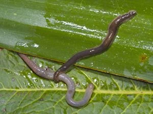 Images Dated 12th April 2006: New Zealand Flatworm catching an earthworm Introduced to UK from New Zealand in early 1960s Up to