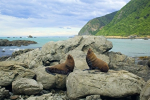 New Zealand Fur Seal - two adult males sitting on rock basking in the sun New Zealand Fur Seal - two adult males sitting on rock basking in the sun
