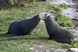 New Zealand Fur Seal - Non-breeding males arguing over a resting spot New Zealand Fur Seal - Non-breeding males arguing over a resting spot