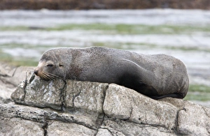 New Zealand Fur Seal - young male resting on rocky shore New Zealand Fur Seal - young male resting on rocky shore