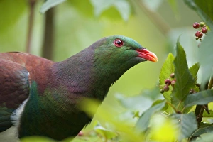 New Zealand Pigeon - portrait of an adult one sitting in a tree about to feed on berries New Zealand Pigeon - portrait of an adult one sitting in a tree about to feed on berries