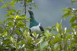 New Zealand Pigeon - sitting in a tree feeding on berries New Zealand Pigeon - sitting in a tree feeding on berries