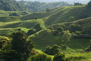New Zealand Waitomo landscape - typical farming landscape in Waitomo New Zealand Waitomo landscape - typical farming landscape in Waitomo
