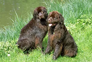 <b class=qtipBold><figcaption>Newfoundland Dogs</figcaption></b><br>JD-13725 Newfoundland Dogs John Daniels Please note that prints are for personal display purposes only and may not be reproduced in any way.<br><em>© John Daniels/ardea.com</em> Newfoundland Dogs