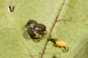 Newly hatched Harelequin Ladybird larvae feeding on unhatched eggs Newly hatched Harelequin Ladybird larvae feeding on unhatched eggs