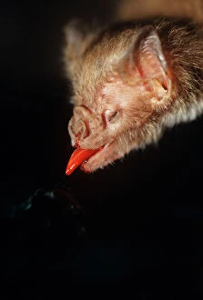 Phyllostomidae Gallery: Common Vampire Bat Collection