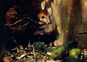 NG-483 Mouse Deer / Water Chevrotain eating fruit dropped by monkeys