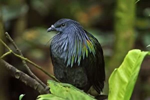 Images Dated 17th December 2008: Nicobar Pigeon