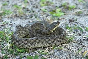 Night / Malagasy cat-eyed snake Night / Malagasy cat-eyed snake
