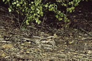 NIGHTJAR - camouflaged on ground