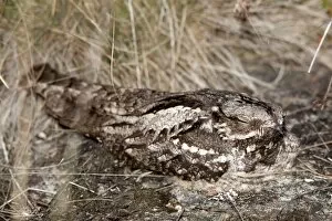 Related Images Gallery: Nightjar - on the ground