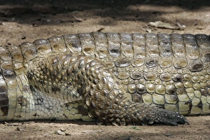 Nile Crocodile - close-up of skin and leg Nile Crocodile - close-up of skin and leg