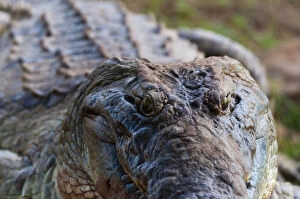 Images Dated 2nd October 2013: Nile Crocodile (Crocodylus niloticus), Tsavo