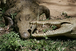 Nile Crocodile - two, showing aggression, fighting Nile Crocodile - two, showing aggression, fighting