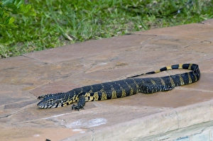 Nile / Water Monitor / Leguaan basking beside swimming pool Nile / Water Monitor / Leguaan basking beside swimming pool