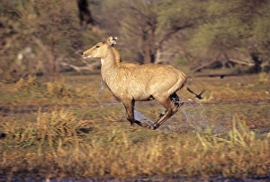 Nilgai / Bluebuck / Blue bull Antelop - female running though wetland Nilgai / Bluebuck / Blue bull Antelop - female running though wetland
