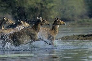 Nilgai / Bluebuck / Blue bull Antelope - Females running through the wetland Nilgai / Bluebuck / Blue bull Antelope - Females running through the wetland